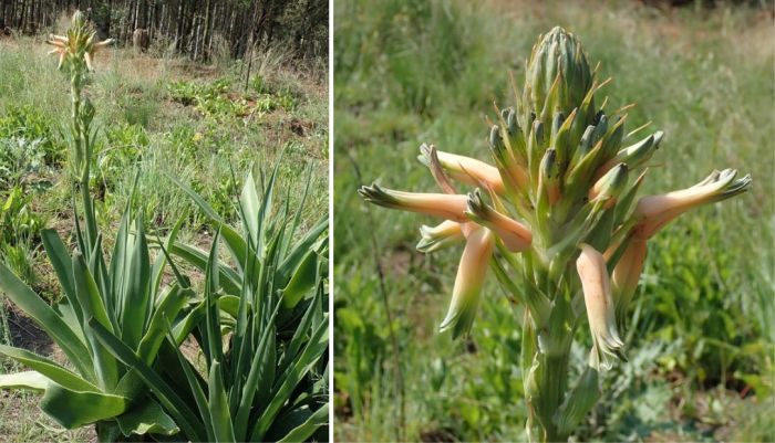 Aloe neilcrouchii | PlantZAfrica
